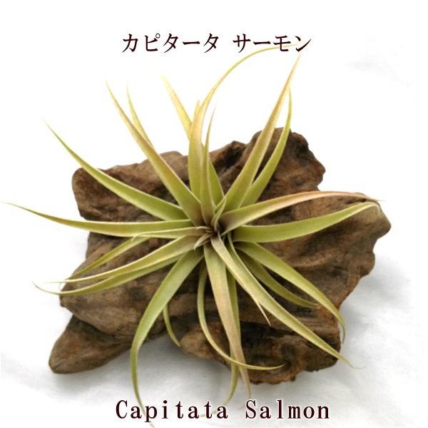 チランジア カピタータ サーモン 約12 15ｃｍ エアプランツ エアープランツ Capitatasalmon Pegマーケット 通販 Yahoo ショッピング