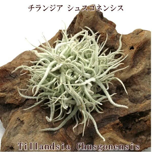 バルフシークランプ　 Tillandsia エアープランツ チランジア おしゃれ 観葉植物 エアープランツ：チランジア ストリクア