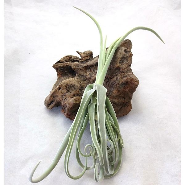 チランジア ドーラティ 15〜20cm前後 エアプランツ エアープランツ