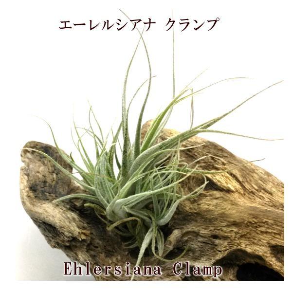 チランジア ロイテリ① (メルカリ便にてお届けします) チランジア ロイテリ① (メルカリ便にてお届けします) チランジア