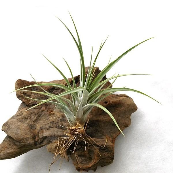 チランジア　ファシクラータ, Teotitlan 開花株 うちに来て2周年！チランジア・ファシクラータさん。｜園芸日記