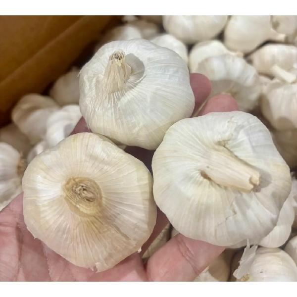 にんにく 種 球根 種用ニンニク ホワイト種 約20kg 箱売り 中国産