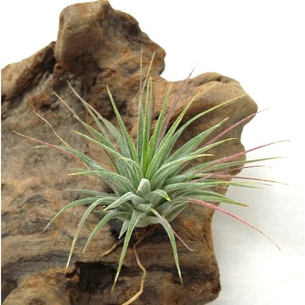 【まぁ様確認用】　イオナンタ ストリクタ まぁ様確認用】 イオナンタ ストリクタ まぁ様確認用】イオナンタ