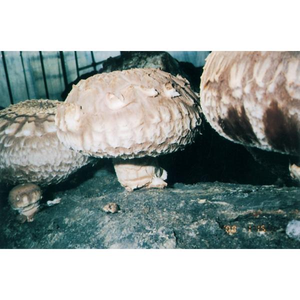 ビッグマッシュは大型で肉厚、ヒダの仕上げも美しい、原木栽培用のしいたけの駒菌となります。良質などんこ（冬茹）生産が期待できます。乾燥、生両方に適しています。※しいたけ菌の良くまわった木は、秋にしいたけが発生する場合がありますが、通常、種駒菌...