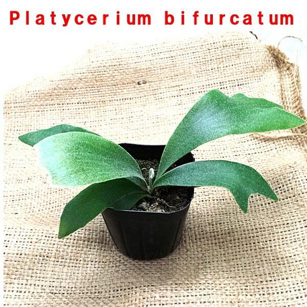 コウモリラン ビカクシダ ビフルカツム ネザーランド ３号ポット 全長12 15ｃｍ前後 Platyceriumbifurcatum Pegマーケット 通販 Yahoo ショッピング