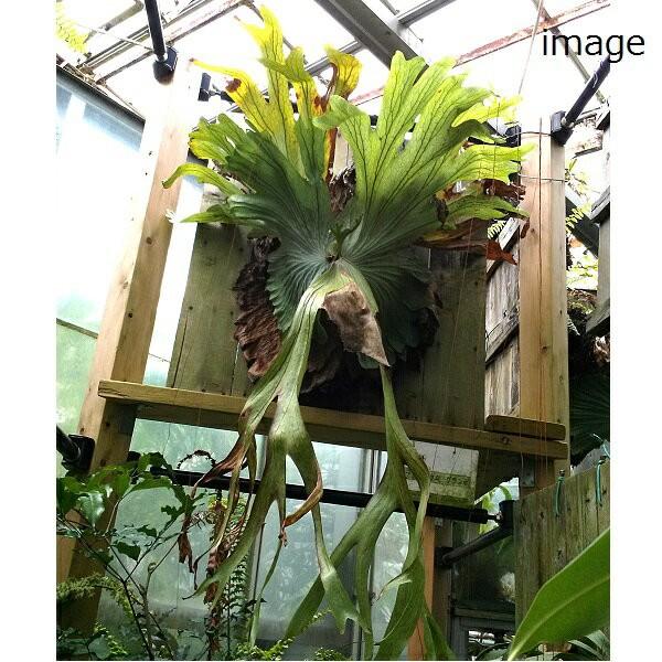 Sale 60 Off ビカクシダ グランデ 植物 観葉植物