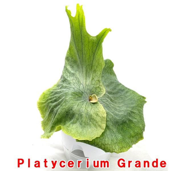 ビカクシダ グランデ ５号ポット 全長2０ｃｍ前後 コウモリラン Platyceriumgrandet Pegマーケット 通販 Yahoo ショッピング