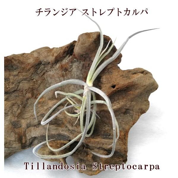 チランジア ストレプトカルパ 約15cm エアプランツ エアープランツ