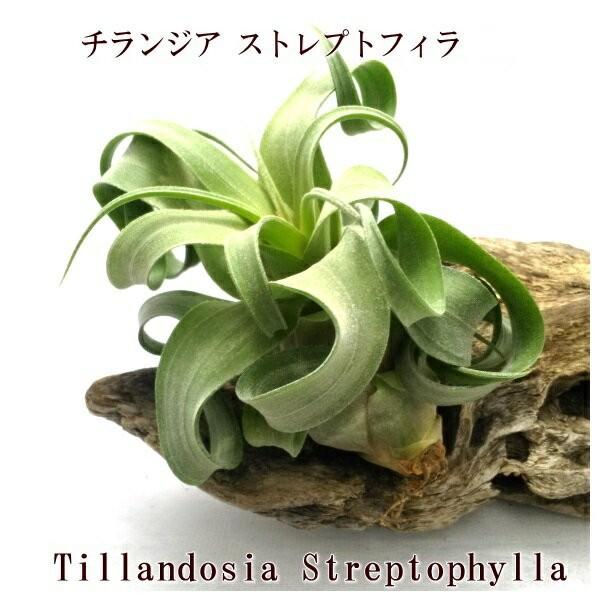 チランジア ストレプトフィラ R 約8 10ｃｍ エアプランツ エアープランツ Streptophyllar Pegマーケット 通販 Yahoo ショッピング
