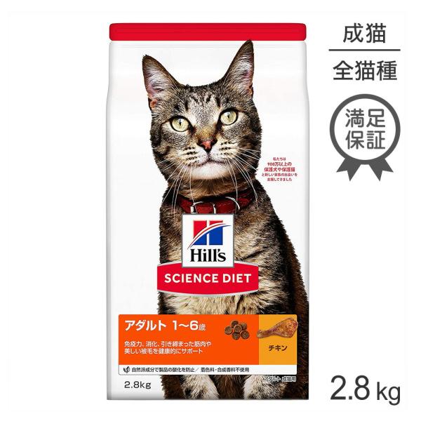 アダルト