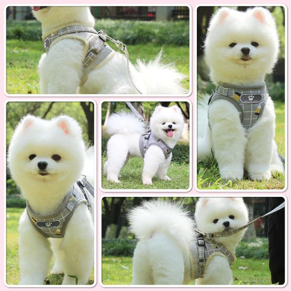 penguin-fly_210121-pet_4