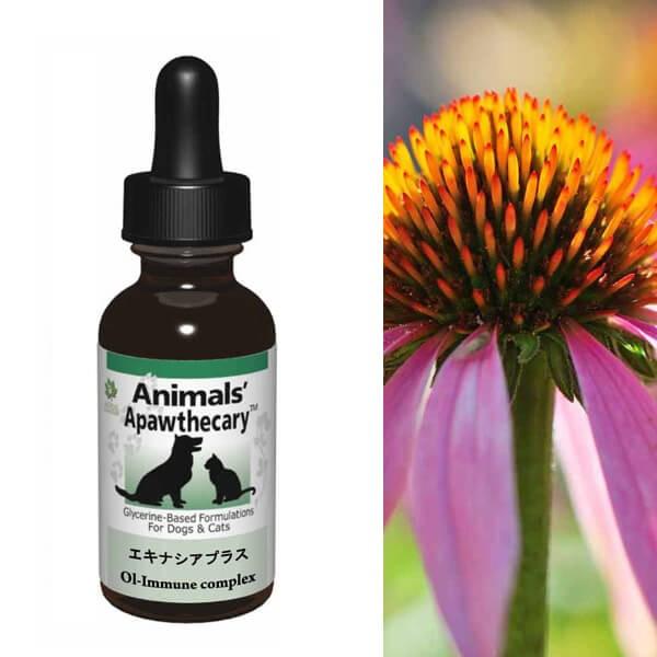 Tv LTv Aj}YApXL[ GLiVAvX n[u Tvg I[KjbN fBJn[u h{ pi Lpi ybgObY