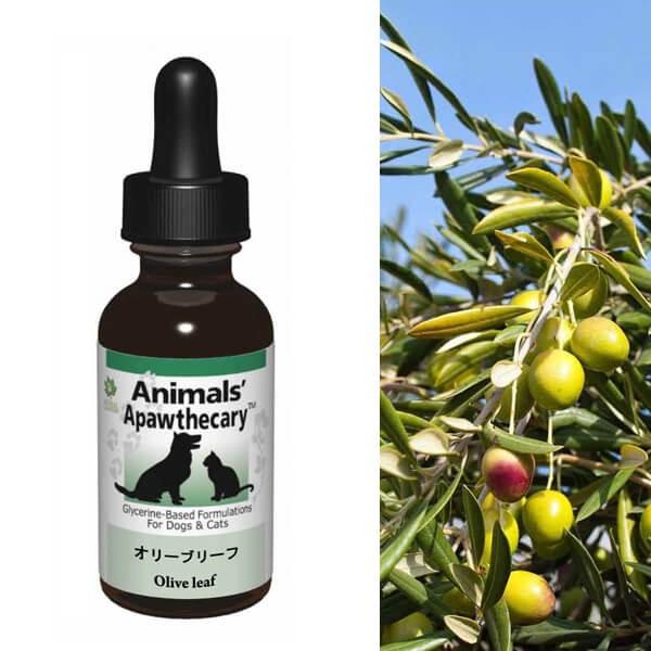 Tv LTv Aj}YApXL[ I[u[t n[u Tvg I[KjbN fBJn[u h{ pi Lpi ybgObY