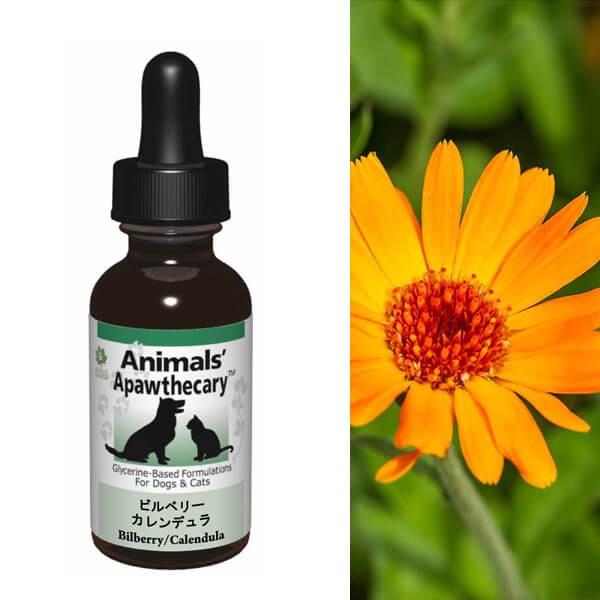 Tv LTv Aj}YApXL[ rx[EJf n[u Tvg I[KjbN fBJn[u h{ pi Lpi ybgObY