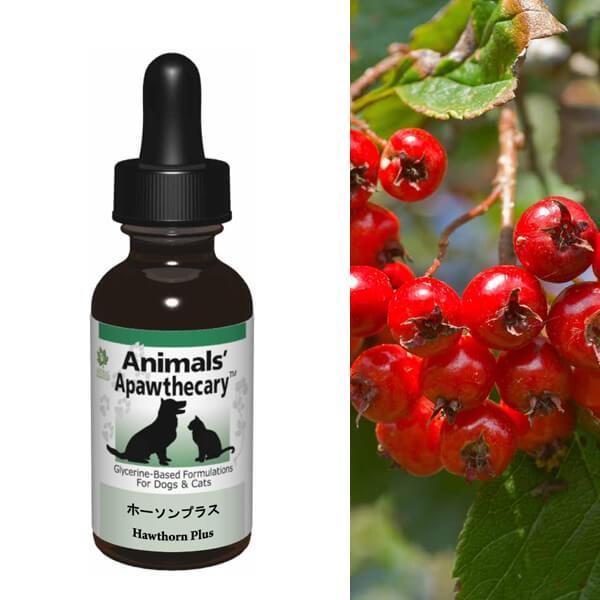 Tv LTv Aj}YApXL[ z[\vX n[u Tvg I[KjbN fBJn[u h{ pi Lpi ybgObY