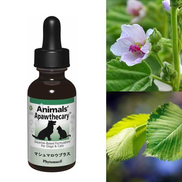 Tv LTv Aj}YApXL[ }V}EvX n[u Tvg I[KjbN fBJn[u h{ pi Lpi ybgObY