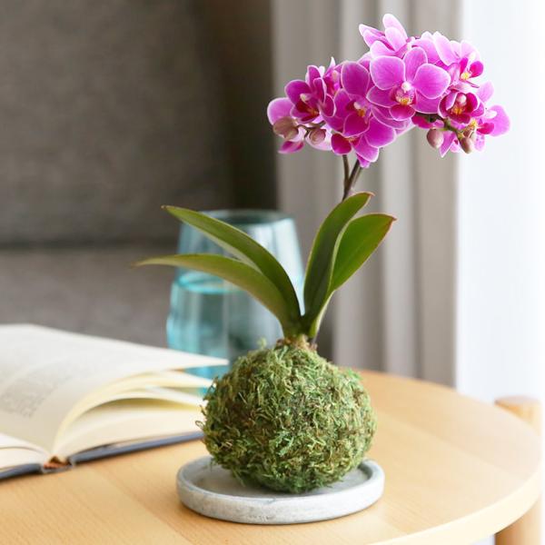 苔玉 花の人気商品 通販 価格比較 価格 Com