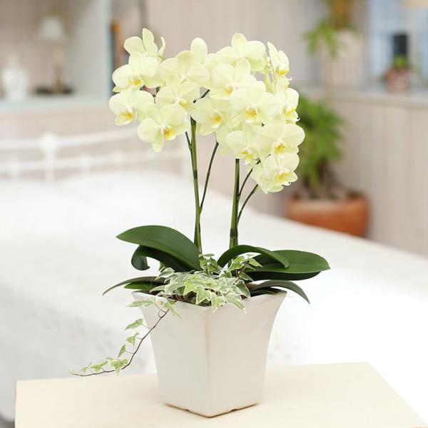  Mtg Ӓ v[g O[~bNXӒLTCY 