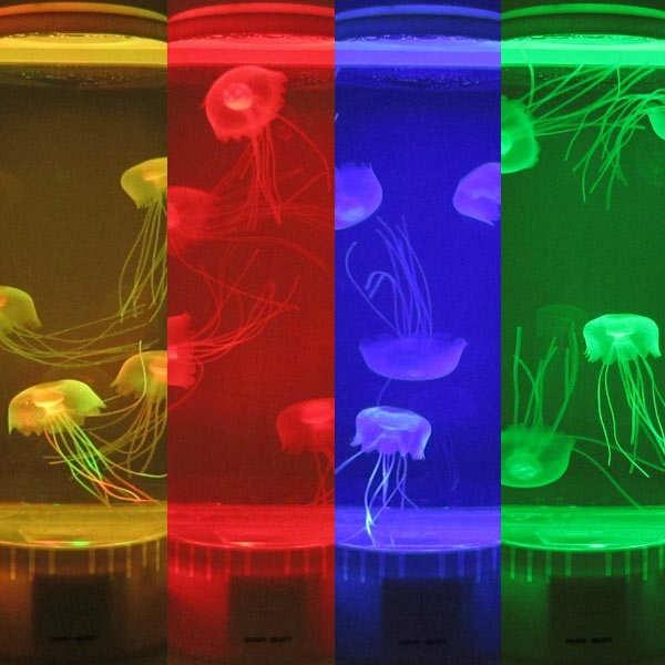 アクアチューブ アクアリウム クラゲ 大 ブラック ウォーターインテリア Www Arilab Com Tr Index Php