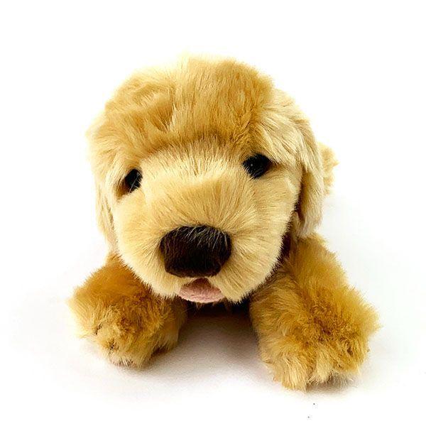 ゴールデンレトリバー‼️只今値下げ中 10万円以下のゴールデンレトリーバーの子犬を探す｜ブリーダーナビ