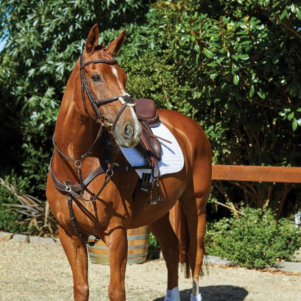 (カレッジエイト) Collegiate 馬用 Comfitec ブライドル グラックル レザー 乗馬 頭絡 馬具 ホースライディング WB1972