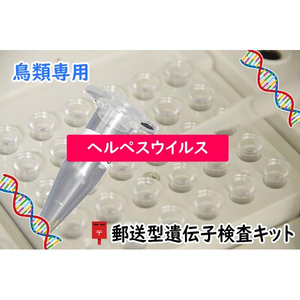 ●1キットにつき1羽の検査可能です●検査キットには有効期限があります（約1ヶ月）愛鳥の糞便を採取して郵送するだけで遺伝子検査を簡単に受けることができます結果は検体受領日から10日以内にEメールでご連絡（書面OK）検出方法　遺伝子検査法(PC...