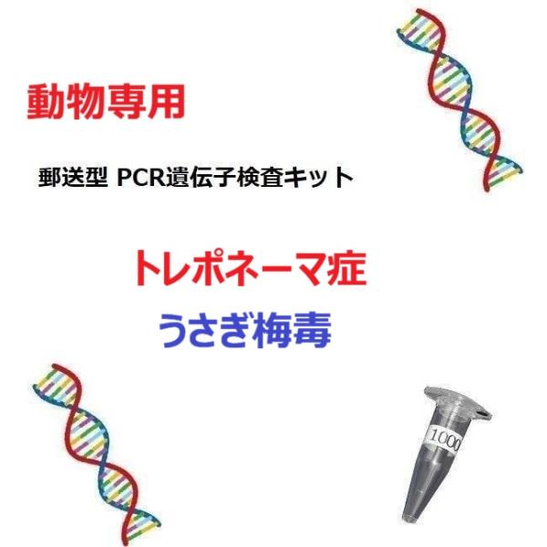 【自宅で遺伝子検査・郵送型】うさぎの遺伝子検査キット　ウサギ梅毒　トレポネーマ