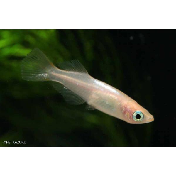 ピンクヒカリメダカ 強光 秋桜 コスモス 1匹 Buyee Buyee Japanese Proxy Service Buy From Japan Bot Online