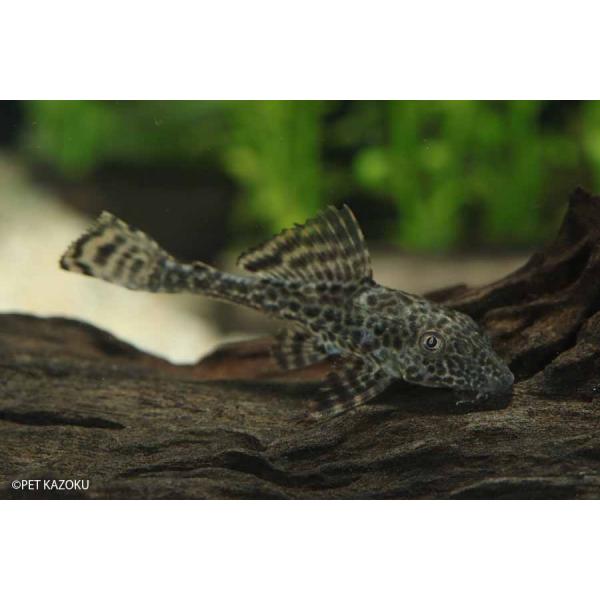 サッカープレコ 1匹 Buyee Buyee Japanese Proxy Service Buy From Japan Bot Online