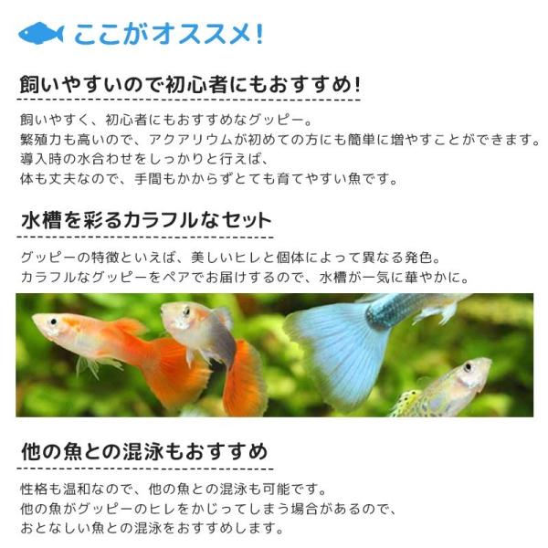 グッピー 色ミックス 5ペア 熱帯魚 観賞魚 Buyee 日本代购平台 产品购物网站大全 Buyee一站式代购 Bot Online