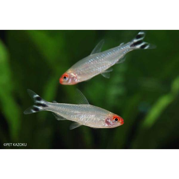 熱帯魚 ラミーノーズテトラ ブリード １０匹 3 4cm程度 未来アクアリウムヤフー店 通販 Yahoo ショッピング