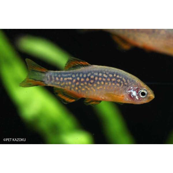 ミクロラスボラｓｐ ハナビ L 1匹 未来アクアリウムヤフー店 通販 Yahoo ショッピング