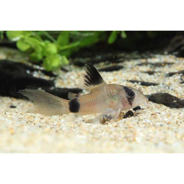 コリドラス ロングフィンパンダ 1匹 3 4cm程度 観賞魚 魚 アクアリウム 熱帯魚 ペット 未来アクアリウムヤフー店 通販 Yahoo ショッピング