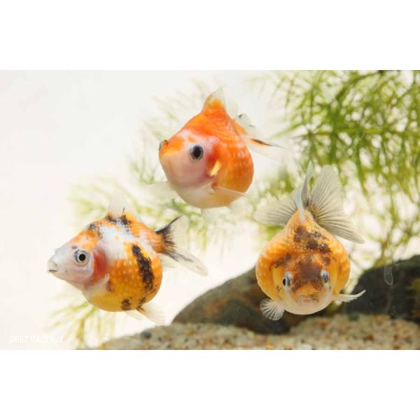 キャリコピンポンパール 1匹 Buyee 日本代购平台 产品购物网站大全 Buyee一站式代购 Bot Online