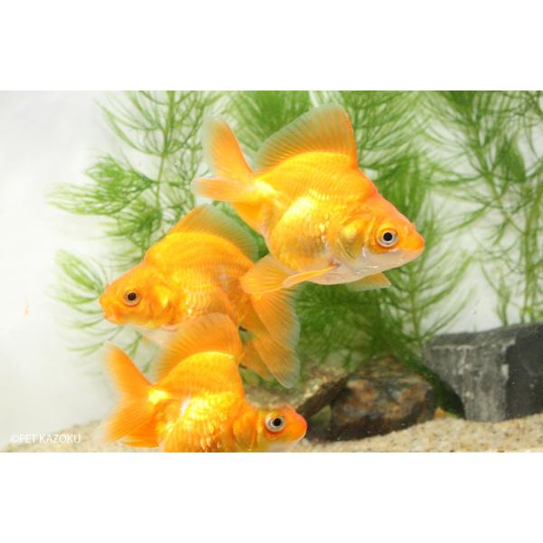 売れ筋ランキングも掲載中 金魚 キャリコ琉金 ショートテール 中国産 ３匹 3 710円 Academydosaber Com