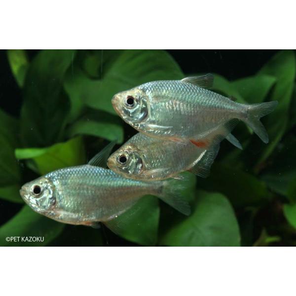 新入荷 ニューコロンビアレッドフィンテトラ 1匹 未来アクアリウムヤフー店 通販 Yahoo ショッピング