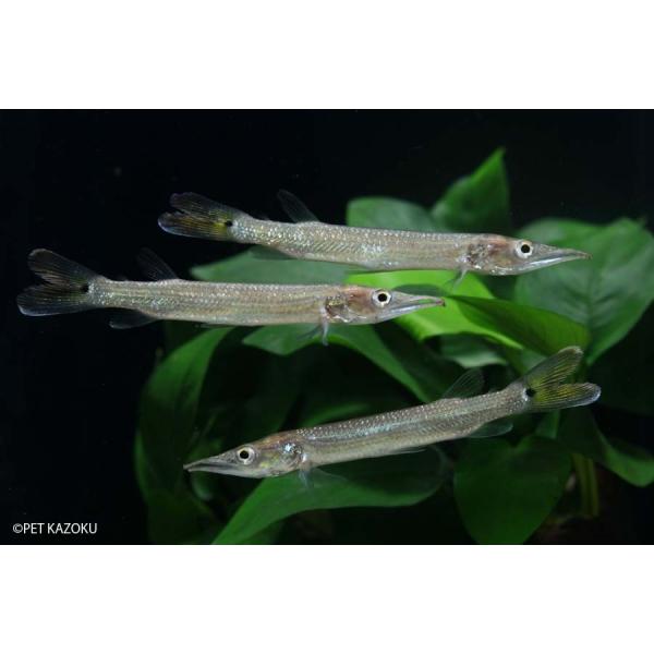 ブラントノーズガー 1匹 Buyee Buyee 日本の通販商品 オークションの代理入札 代理購入