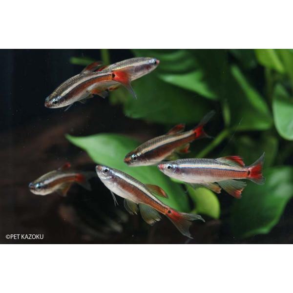 ロングフィンアカヒレ Euブリード 1匹 3cm程度 未来アクアリウムヤフー店 通販 Yahoo ショッピング