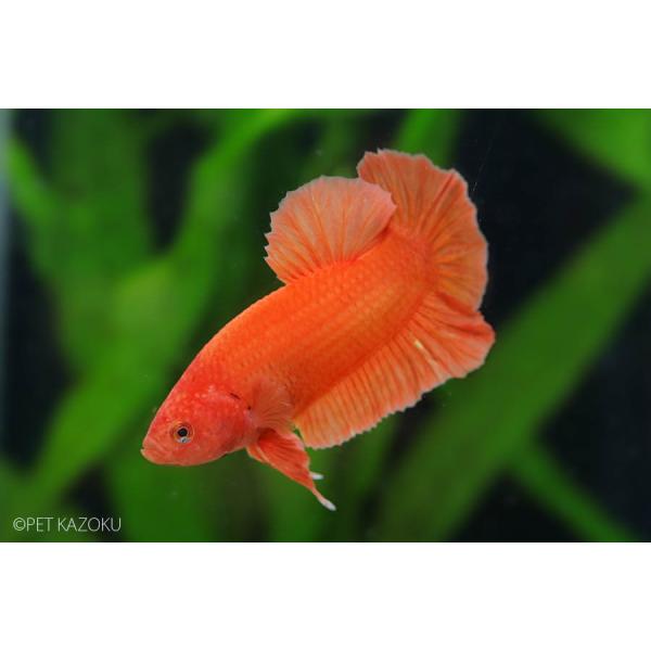 ショークオリティベタ プラカット オレンジ オス 1匹 熱帯魚 ベタ Buyee Buyee 提供一站式最全面最專業現地yahoo Japan拍賣代bid代拍代購服務 Bot Online