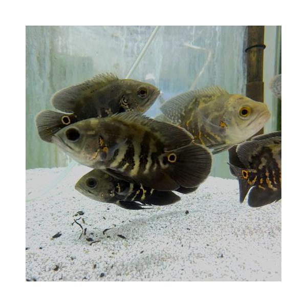 「熱帯魚」ワイルドオスカー（リオネグロ）（Ｍ）(7-8cm)「観賞魚」「アクアリウム」