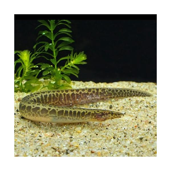 マスタセンベルスspコンゴ 11月新入荷商品 202511 コンゴ便 「淡水魚