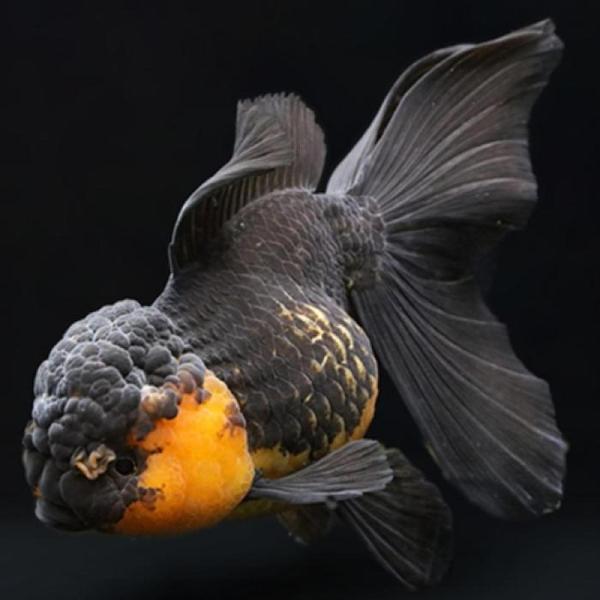 「金魚」ライオンヘッドバルーン虎オランダ（インドネシア）（M）インドネシア便「観賞魚」アクアリウム