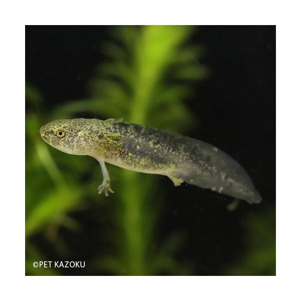 冷凍赤虫 ウーパールーパー みんな探してる人気モノ 冷凍赤虫 ウーパールーパー ペット ペットグッズ