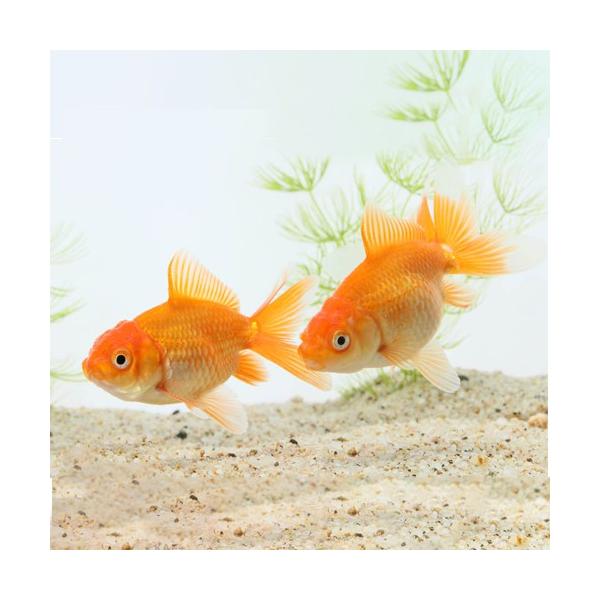 日本オランダ 素赤 浜松 向坂 金魚 観賞魚 Buyee 日本代购平台 产品购物网站大全 Buyee一站式代购 Bot Online