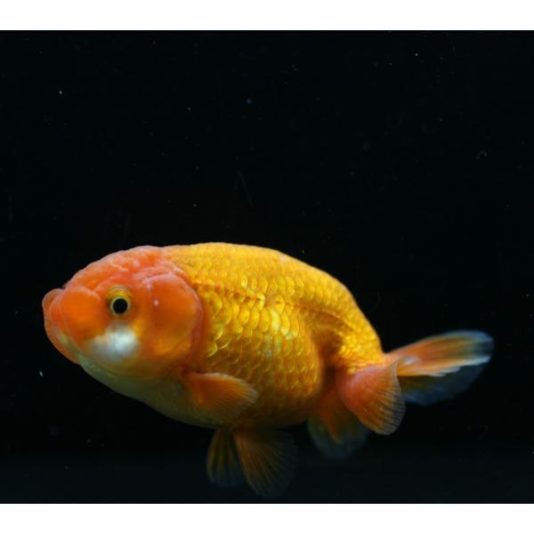 深見ランチュウ 明二歳 7 8cm 1匹 Gf 未来アクアリウムヤフー店 通販 Yahoo ショッピング