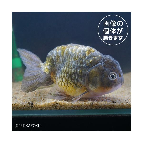 pet-kazoku_gf002834