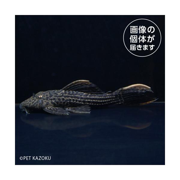 pet-kazoku_gf150018