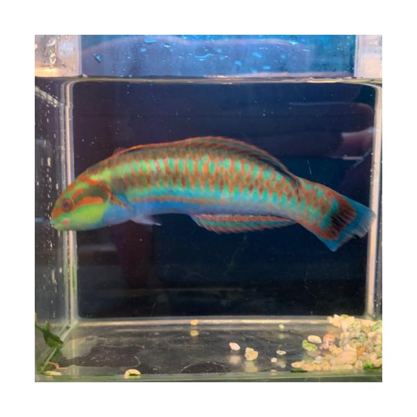 ベラ ニシキベラ 7月 倉庫移動 「熱帯魚」「観賞魚」「海水魚」 202507