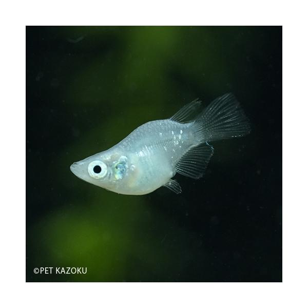 安いダルマ メダカの通販商品を比較 ショッピング情報のオークファン