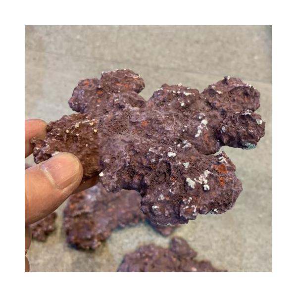 人工ライブロック 平型1kg 10月入荷海水魚・サンゴ アクアリウム